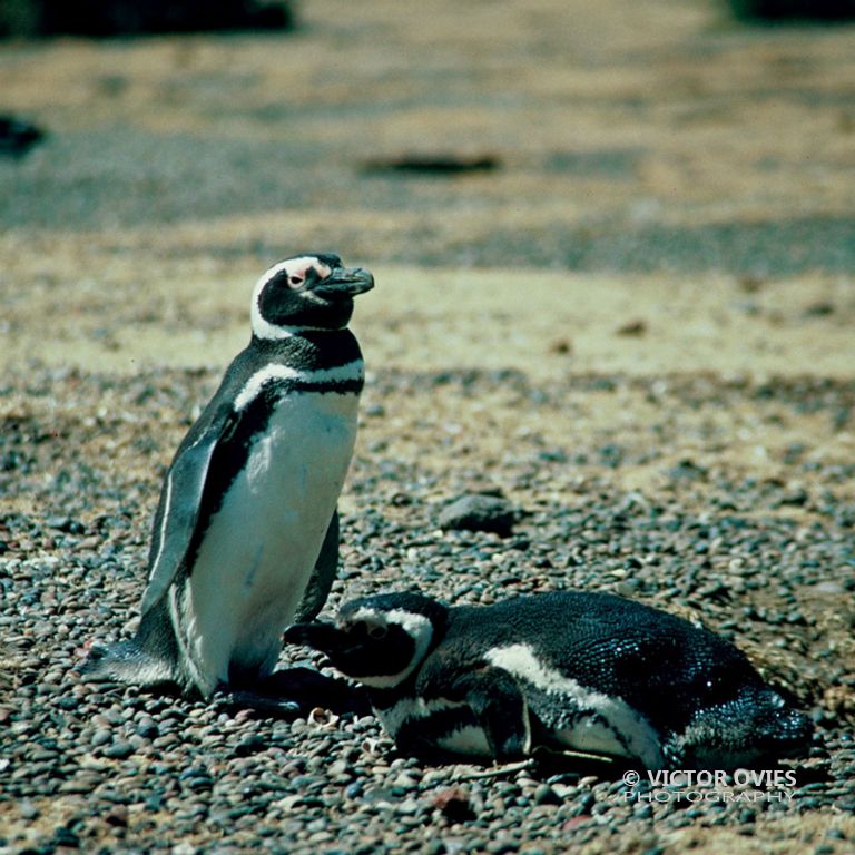 Pingüino de Magallanes - Peninsula Valdes